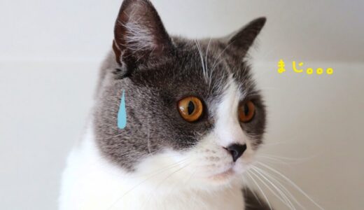 ジャックスカード(日本盲導犬協会カード)電子マネーチャージのポイント不可へ・・・