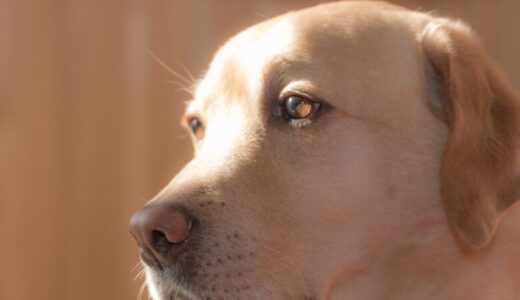 還元率の高い日本盲導犬協会カードの評価