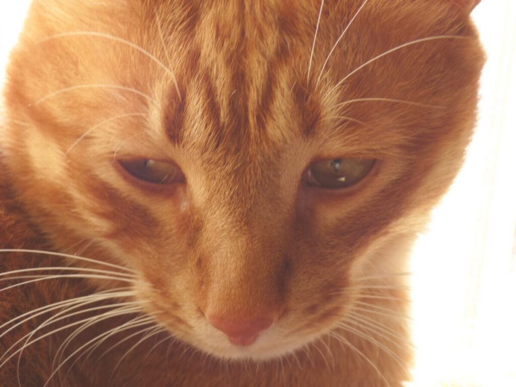 悲しげにうつむく茶トラ猫　悲しい　ショック