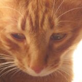 悲しげにうつむく茶トラ猫 悲しい ショック