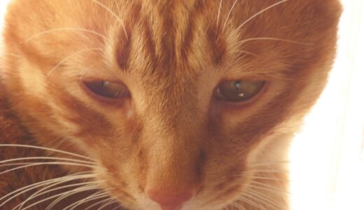 下のソーシャルリンクからフォロー