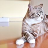 猫　悩む　不機嫌な猫　機嫌の悪い　困ったなどのイメージ