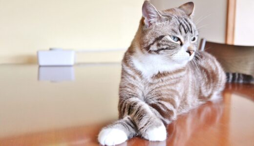 下のソーシャルリンクからフォロー