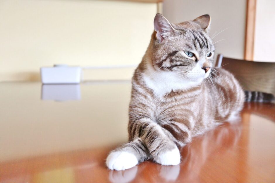 猫　悩む　不機嫌な猫　機嫌の悪い　困ったなどのイメージ