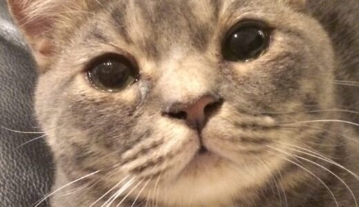 下のソーシャルリンクからフォロー