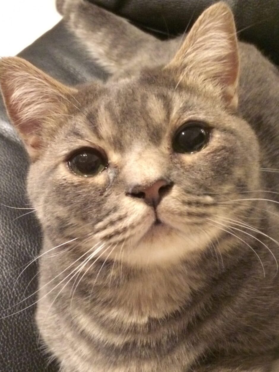 目をうるうるしている猫